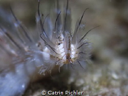 Shot this Bristle Worm close up at a nightdive in Pulau W... by Catrin Pichler 